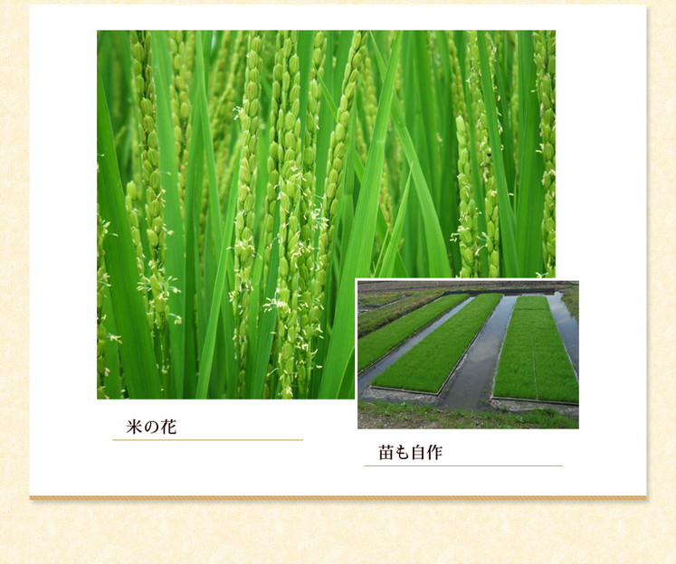 奈良県 「大和 めぐみ米(ヒノヒカリ) 玄米30kg」