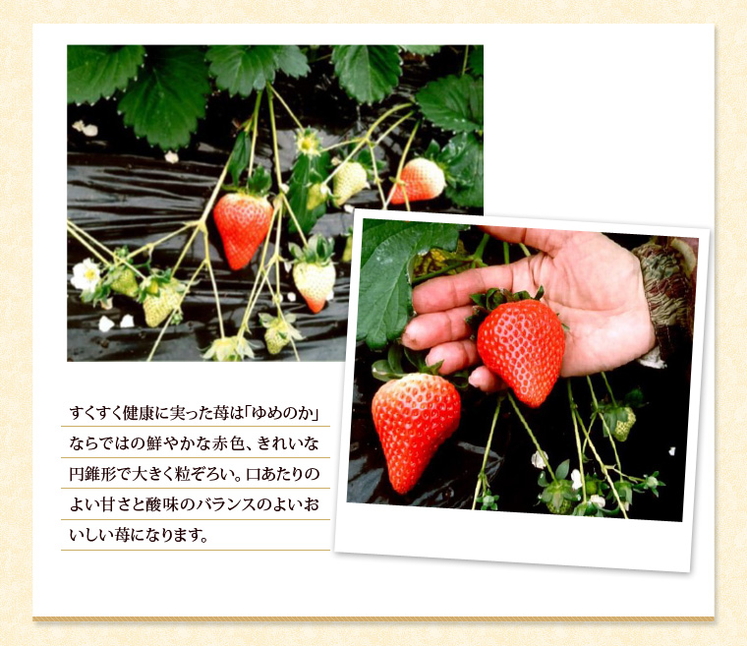奈良県「電子技法栽培で育てたこだわり苺 ゆめのか 贈答用箱入り」