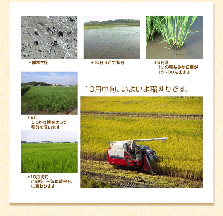 奈良県 平成29年度新米 「お米 ヒノヒカリ 5kg」
