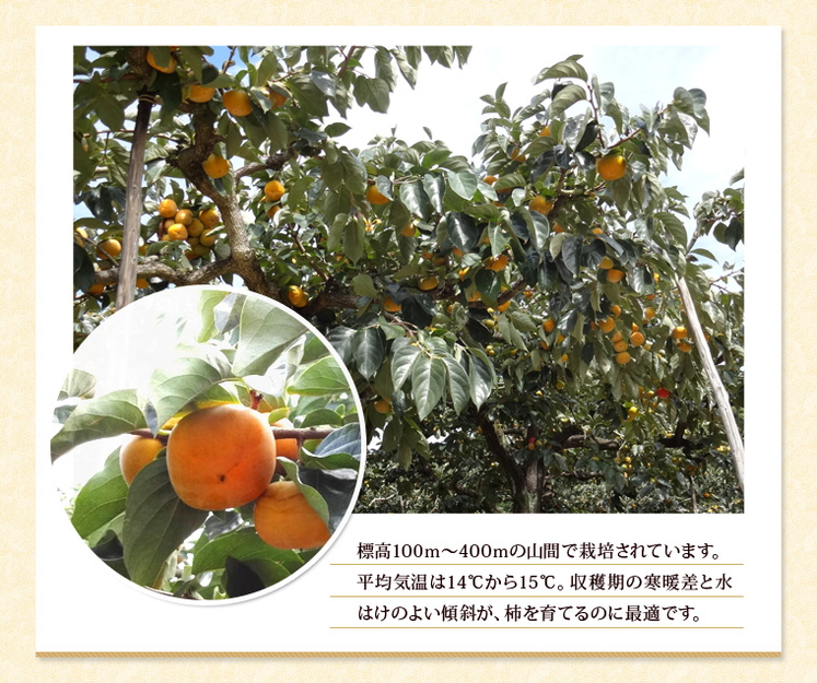 奈良県「たねなし柿(刀根早生柿、平核無柿)2L/32個入り」