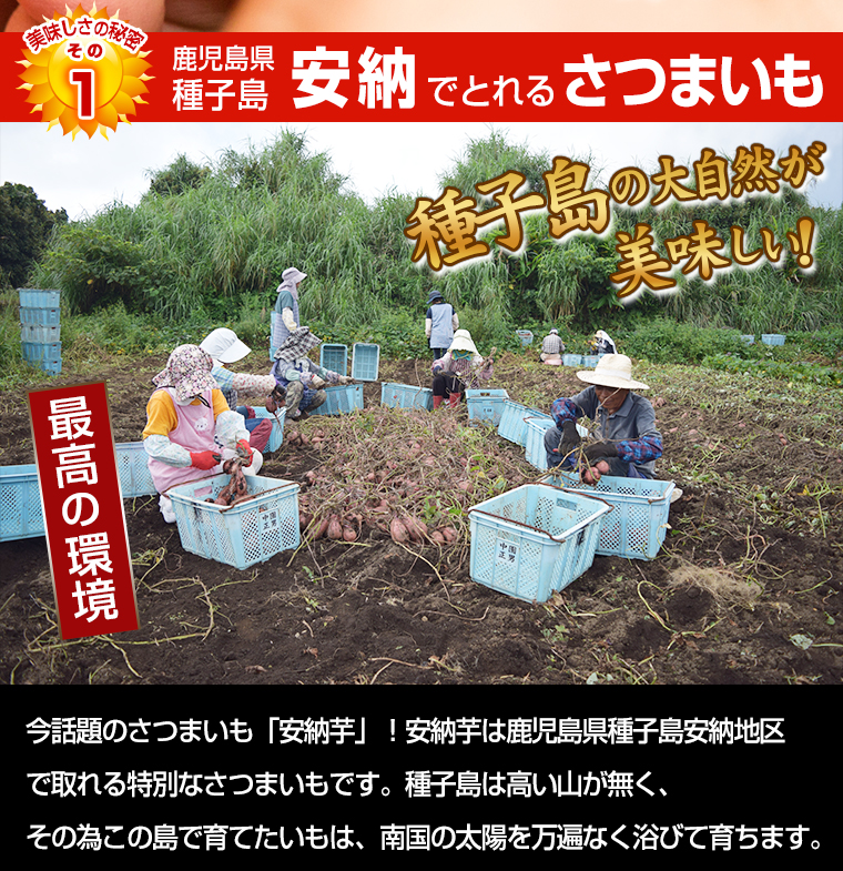鹿児島県特産品 安納芋メイン画像2