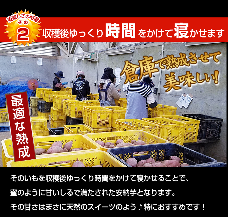 鹿児島県特産品 安納芋メイン画像3