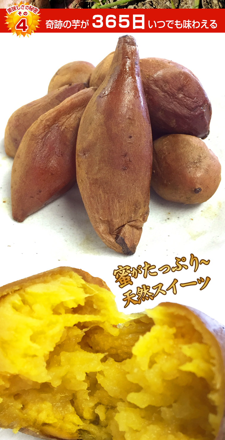 鹿児島県特産品 安納芋メイン画像5