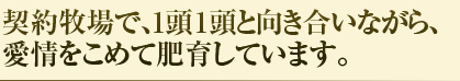 契約牧場で、１頭１頭と向き合いながら、愛情をこめて肥育しています。