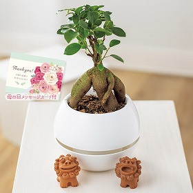 【母の日2025】ガジュマル シーサー 観葉植物【送料込み】【二重包装不可】【お届け不可地域:離島】【お届け日時指定不可】_81027