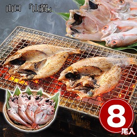 山口 山賀 のどぐろ開き干し8尾セット 魚介 ノドグロ【送料込み】【二重包装不可】【お届け不可地域：離島】