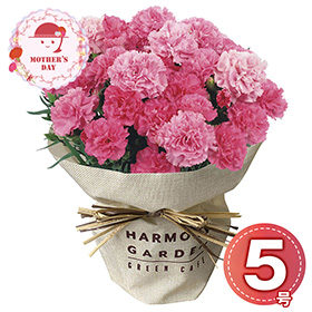【母の日2026】カーネーション・ホットハート5号 1853-898 フラワー 花【送料込み】【二重包装不可】【お届け不可地域：北海道・沖縄・離島】【お届け日時指定不可】