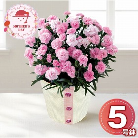 【母の日2026】カーネーション バンビーノ 鉢花 花【送料込み】【二重包装不可】【お届け不可地域：離島】【お届け日時指定不可】_81014