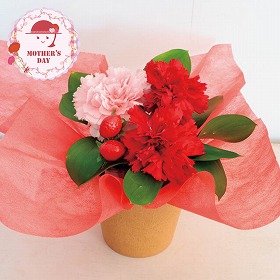 【母の日2026】アレンジメント イチゴミルク フラワーアレンジメント 花【送料込み】【二重包装不可】【お届け不可地域：離島】【お届け日時指定不可】_81028