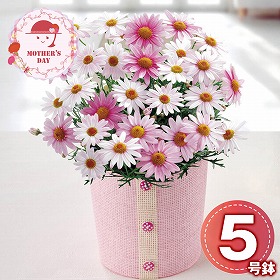 【母の日2026】マーガレット さくらべーる 鉢花 花【送料込み】【二重包装不可】【お届け不可地域：離島】【お届け日時指定不可】_81001