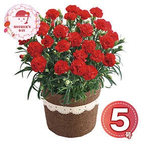 【母の日2026】カーネーション・感謝の気持ち5号 1853-901 フラワー 花【送料込み】【二重包装不可】【お届け不可地域：北海道・沖縄・離島】【お届け日時指定不可】