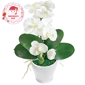 【母の日2026】アーティフィシャルフラワー胡蝶蘭カラーズ ホワイト 26-MD-11-WH 1852-264【送料込み】【二重包装不可】【お届け不可地域：北海道・沖縄・離島】【お届け日時指定不可】