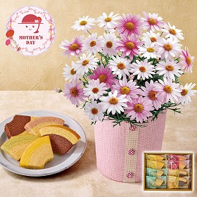 【母の日2026】マーガレット さくらべーる と 銀座千疋屋 銀座フルーツクーヘン 鉢花 花 スイーツ【送料込み】【二重包装不可】【お届け不可地域：離島】【お届け日時指定不可】_81009