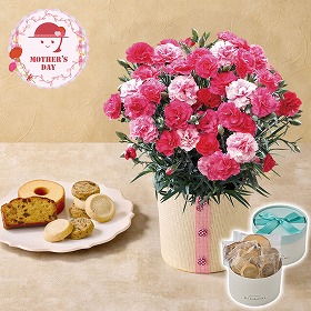 【母の日2026】カーネーション さくらもなか と パティスリー キハチ アソートBOX 花 スイーツ【送料込み】【二重包装不可】【お届け不可地域：離島】【お届け日時指定不可】_81007