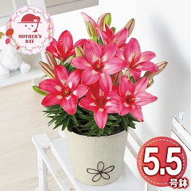 【母の日2026】ユリ ロザリン 鉢花 花【送料込み】【二重包装不可】【お届け不可地域：離島】【お届け日時指定不可】_81020