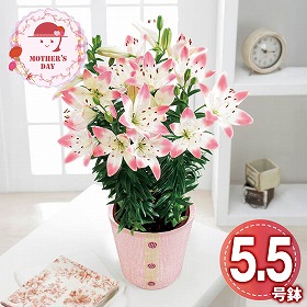 【母の日2026】ユリ シュガーラブ 鉢花 花【送料込み】【二重包装不可】【お届け不可地域：離島】【お届け日時指定不可】_81018