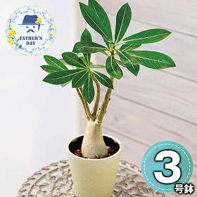 【父の日2026】アデニウム 観葉植物【送料込み】【二重包装不可】【お届け不可地域：離島】【お届け日時指定不可】_91002