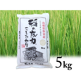 令和4年産 島根県特産品コシヒカリ稲の底力こしひかり5ｋｇ【送料込み】【お届け不可地域：北海道・沖縄・離島】