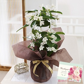 【母の日2025】マダガスカルジャスミン フラワーギフト 花【送料込み】【二重包装不可】【お届け不可地域:離島】【お届け日時指定不可】_81009