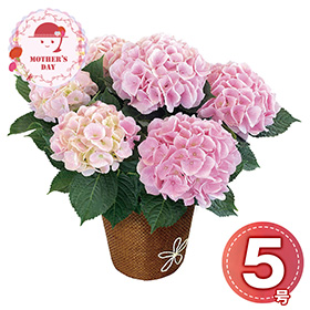 【母の日2026】あじさい コットンキャンディ5号 1853-913 フラワー 花【送料込み】【二重包装不可】【お届け不可地域：北海道・沖縄・離島】【お届け日時指定不可】