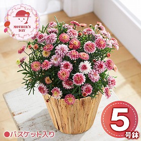 【母の日2026】マーガレット 京都恋物語 花 生花 鉢花【送料込み】【二重包装不可】【お届け不可地域：北海道・沖縄・離島】【お届け日時指定不可】