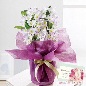 【母の日2025】デンドロビウム 桃系 フラワーギフト 花【送料込み】【二重包装不可】【お届け不可地域:離島】【お届け日時指定不可】_81010