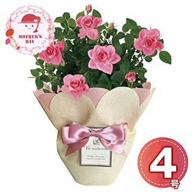 【母の日2026】ミニバラ ピンク4号 1853-925 フラワー 花【送料込み】【二重包装不可】【お届け不可地域：北海道・沖縄・離島】【お届け日時指定不可】