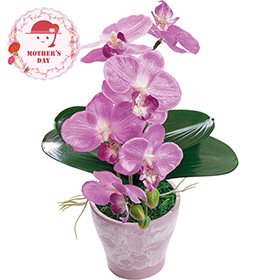【母の日2026】アーティフィシャルフラワー胡蝶蘭カラーズ フレッシュピンク 26-MD-11-PK 1852-288【送料込み】【お届け不可地域：北海道・沖縄・離島】【お届け日時指定不可】