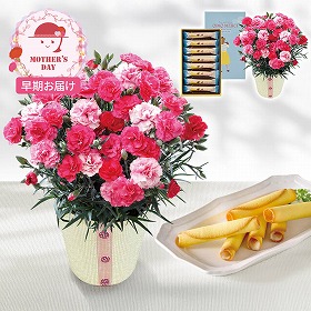 【母の日2026】【早期お届け】 カーネーション さくらもなか とOIMO MERCI ラングドロール【送料込み】【二重包装不可】【お届け不可地域：離島】【お届け日時指定不可】_71004