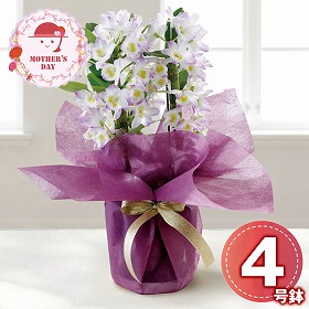 【母の日2026】デンドロビウム 桃系 鉢花 花【送料込み】【二重包装不可】【お届け不可地域：離島】【お届け日時指定不可】_81016