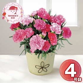 【母の日2026】カーネーション ホットハート 鉢花 花【送料込み】【二重包装不可】【お届け不可地域：離島】【お届け日時指定不可】_81013
