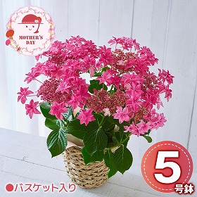 【母の日2026】あじさい 桜花乱舞 花 生花 鉢花【送料込み】【二重包装不可】【お届け不可地域：北海道・沖縄・離島】【お届け日時指定不可】