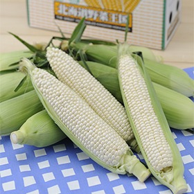 北海道産 ホワイトコーン 10本【送料込み】【二重包装不可】【お届け日指定不可】【お届け不可地域：沖縄・離島】