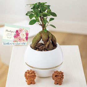 【父の日2025】ガジュマル シーサー 観葉植物【送料込み】【二重包装不可】【お届け不可地域：離島】【お届け日時指定不可】_91002