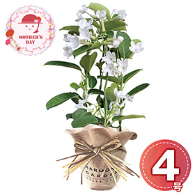 【母の日2026】マダガスカルジャスミン4号 1853-937 フラワー 花【送料込み】【二重包装不可】【お届け不可地域：北海道・沖縄・離島】【お届け日時指定不可】