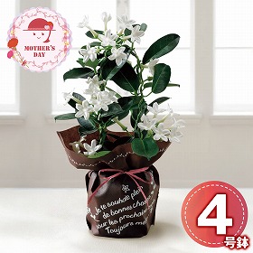 【母の日2026】マダガスカルジャスミン 鉢花 花【送料込み】【二重包装不可】【お届け不可地域：離島】【お届け日時指定不可】_81015