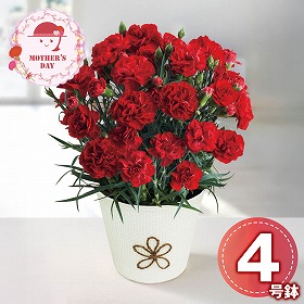 【母の日2026】カーネーション 感謝の気持ち 鉢花 花【送料込み】【二重包装不可】【お届け不可地域：離島】【お届け日時指定不可】_81002