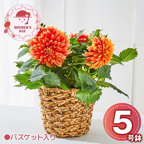 【母の日2026】ダリア ロザンナ 花 生花 鉢花【送料込み】【二重包装不可】【お届け不可地域：北海道・沖縄・離島】【お届け日時指定不可】