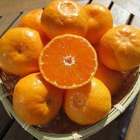 山北みかん フルーツ 果物【送料込み】【お届け不可地域：離島】