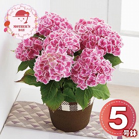 【母の日2026】アジサイ ファーストレディ 鉢花 花【送料込み】【二重包装不可】【お届け不可地域：離島】【お届け日時指定不可】_81019