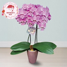 【母の日2026】胡蝶蘭 ビックリップキティ 鉢花 花【送料込み】【二重包装不可】【お届け不可地域：離島】【お届け日時指定不可】_81025