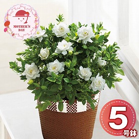 【母の日2026】ガーデニア 鉢花 花【送料込み】【二重包装不可】【お届け不可地域：離島】【お届け日時指定不可】_81022