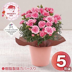 【母の日2026】カーネーション ティーパーティー 花 生花 鉢花【送料込み】【二重包装不可】【お届け不可地域：北海道・沖縄・離島】【お届け日時指定不可】