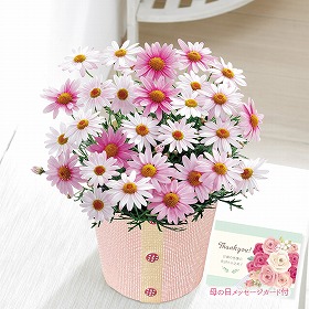【母の日2025】マーガレット さくらべーる フラワーギフト 花【送料込み】【二重包装不可】【お届け不可地域：離島】【お届け日時指定不可】_81013