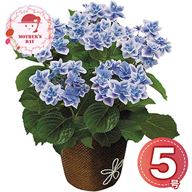 【母の日2026】あじさい コンペイトウ5号 1853-951 フラワー 花【送料込み】【二重包装不可】【お届け不可地域：北海道・沖縄・離島】【お届け日時指定不可】