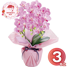 【母の日2026】アーティフィシャルフラワー ミニ胡蝶蘭3本立ち フレッシュピンク 25-MD-06-FP 1852-113【送料込み】【お届け不可地域：北海道・沖縄・離島】【お届け日時指定不可】