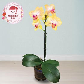 【母の日2026】マイクロ胡蝶蘭 ゴールドベイビー 鉢花 花【送料込み】【二重包装不可】【お届け不可地域：離島】【お届け日時指定不可】_81023