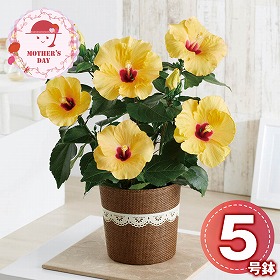 【母の日2026】ハイビスカス アドニスイエロー 鉢花 花【送料込み】【二重包装不可】【お届け不可地域：離島】【お届け日時指定不可】_81021