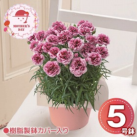 【母の日2026】カーネーション プラムタルト 花 生花 鉢花【送料込み】【二重包装不可】【お届け不可地域：北海道・沖縄・離島】【お届け日時指定不可】