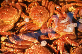 北海道特産品 かに 【ワケナシ】特選堅ガニ浜茹で毛ガニ食べ放題セット徳用5杯入(約2キロ) 【送料込み】